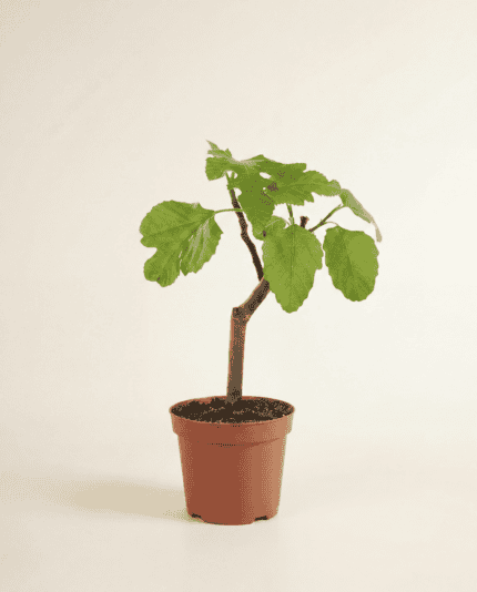 Carica Brown Turkey bezorgen via PLNTS