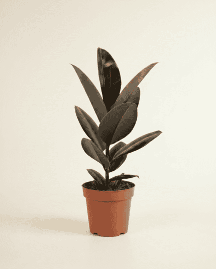 Elastica Abidjan bezorgen via PLNTS