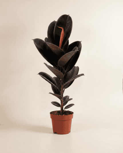 Elastica Abidjan bezorgen via PLNTS