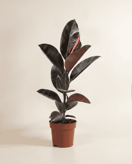Elastica Belize bezorgen via PLNTS