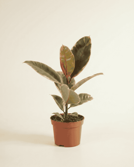 Elastica Belize bezorgen via PLNTS