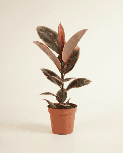 Elastica Belize bezorgen via PLNTS