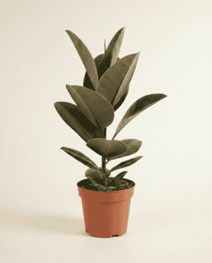 Elastica Robusta bezorgen via PLNTS