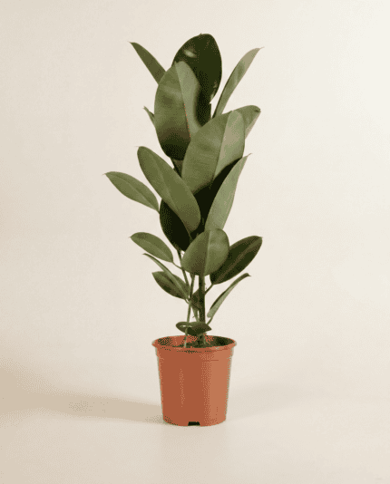 Elastica Robusta bezorgen via PLNTS