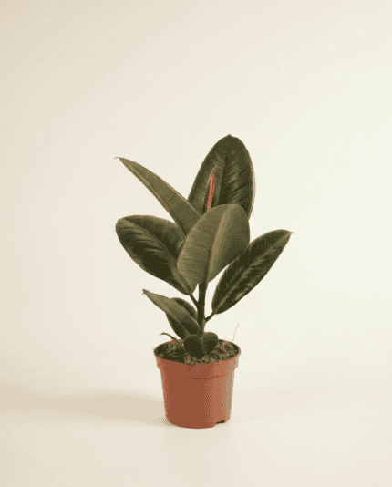 Elastica Robusta bezorgen via PLNTS