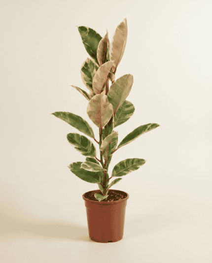 Elastica Tineke bezorgen via PLNTS