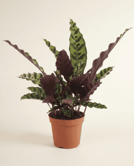 Lancifolia Insignis bezorgen via PLNTS