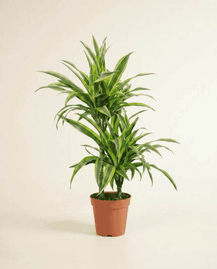 Lemon Lime bezorgen via PLNTS