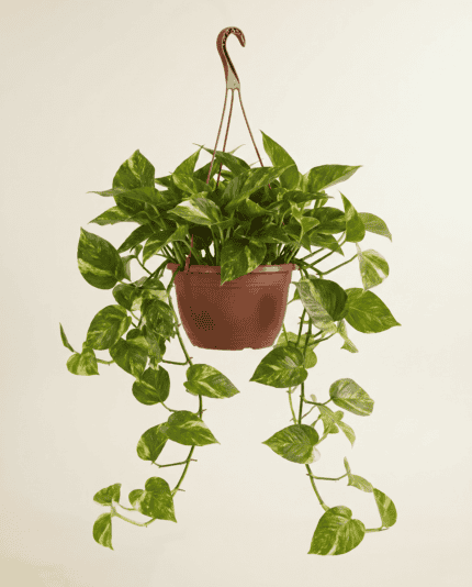 Marble Queen Hanging bezorgen via PLNTS