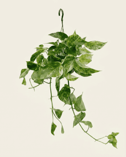 Marble Queen Hanging bezorgen via PLNTS