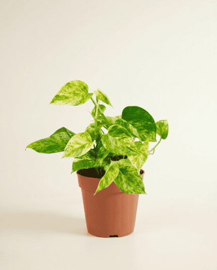 Marble Queen bezorgen via PLNTS