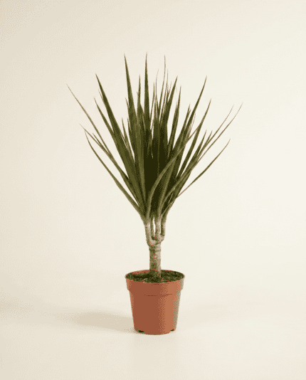 Marginata bezorgen via PLNTS