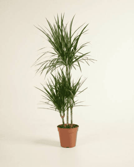 Marginata bezorgen via PLNTS