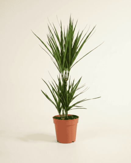 Marginata bezorgen via PLNTS