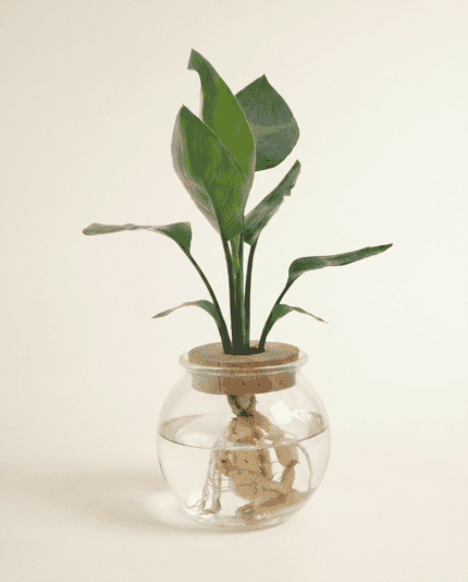 Nicolai (in glass) bezorgen via PLNTS