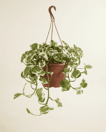 Njoy Hanging bezorgen via PLNTS