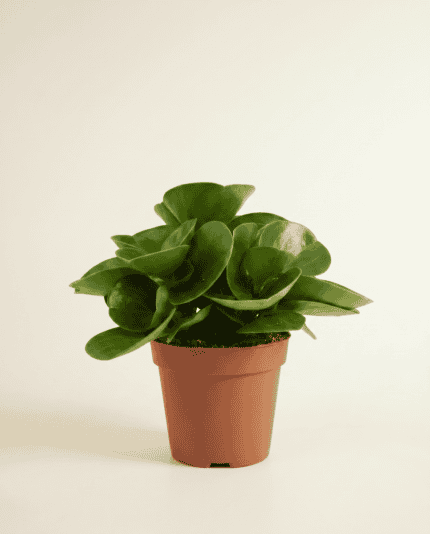 Obtusifolia bezorgen via PLNTS