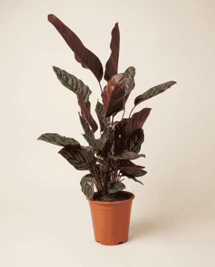 Ornata bezorgen via PLNTS