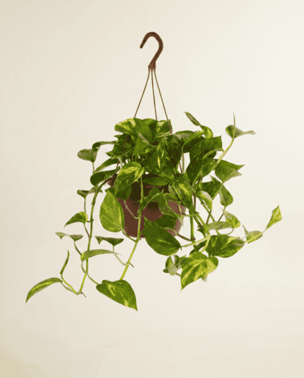 Pinnatum Aureum bezorgen via PLNTS