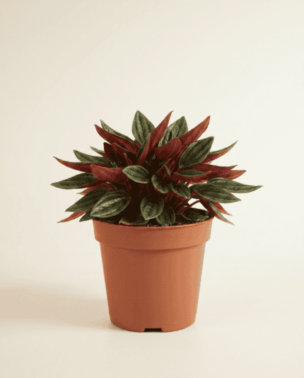 Rosso bezorgen via PLNTS