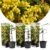 Acacia dealbata Mimosa – Set van 3 – Pot 9cm – Hoogte 25-40cm
