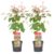 Acer conspicuum’Red Flamingo’- Esdoorn – Set van 2 – Pot 19cm – Hoogte 50-60cm