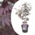 Acer palmatum’Black Lace’-‘Limited Edition’- Pot 19cm – Hoogte 60-70cm