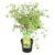 Acer palmatum’Butterfly’- Japanse Esdoorn – Pot 19cm – Hoogte 50-60cm