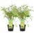 Acer palmatum’Butterfly’-Japanse Esdoorn -Set van 2 – Pot 19cm -Hoogte 50-60cm