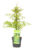 Acer palmatum’Emerald Lace’- Japanse Esdoorn – Pot 19cm – Hoogte 60-70cm