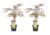 Acer palmatum’Garnet’- Set van 2 – Esdoorn – Pot 19cm – Hoogte 60-70cm