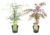 Acer palmatum’Garnet’,’Emerald Lace’- Mix van 2 – Pot 19cm – Hoogte 60-70cm