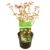 Acer palmatum’Little Princess’- Japanse Esdoorn – Pot 19cm – Hoogte 45-55cm