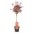 Acer palmatum’Shaina’- Japanse Esdoorn – Pot 19cm – Hoogte 80-90cm