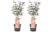 Acer palmatum’Starfish’- Set van 2 – Esdoorn – Pot 19cm – Hoogte 60-70cm