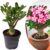 Adenium Obesum – Woestijnroos bloeiend – Pot 10.5cm – Hoogte 25-40cm