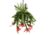 Aeschynantus Twister – Lipstickplant – Hangplant – Pot 15cm – Hoogte 20-30cm