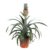 Ananasplant Mi Amigo – Pot 12cm – Hoogte 35-45cm