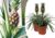 Ananasplant Mi Amigo – Set van 2 – Pot 12cm – Hoogte 35-45cm