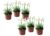 Armeria maritima – Set van 6 – Witte tuinplanten – Pot 12cm – Hoogte 20-30cm