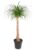 Beaucarnea recurvata – Robuuste stam – Pot 32cm – Hoogte 120-130cm