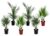Buiten Palmbomen Mix – Mix van 6 planten – Pot 15cm – Hoogte 50-70cm