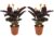 Calathea Crocata – Set van 2 – Luchtzuiverend – Pot 14cm – Hoogte 40-50cm