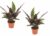 Calathea Insignis – Set van 2 – Marantaceae – Pot 12cm – Hoogte 30-40cm