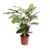 Calathea Makoyana – Tropisch plant – Pot 21cm – Hoogte 60-70cm