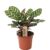 Calathea Makoyana – Tropische plant- Pot 17cm – Hoogte 40-50cm