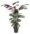Calathea Oppenheimiana – Licht paarse bladeren – Pot 27cm – Hoogte 120-130cm