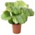 Calathea Orbifolia – Pauwenplant – Pot 21cm – Hoogte 55-60cm