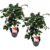 Camellia japonica Lady Campbell – Set van 2 – Roos – Pot 15cm – Hoogte 50-60cm