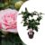 Camellia japonica’Bonomiana’- Japanse roos – Pot 15cm – Hoogte 50-60cm